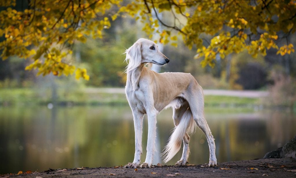 Elegant, demure and lightning fast, the Saluki is a unique and ancient dog breed perfect for experienced pet parents.