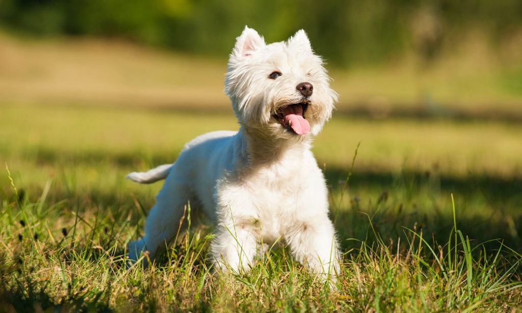 The feisty West Highland White Terrier is ready for adventure with you. Learn more about this little white dog in our guide.