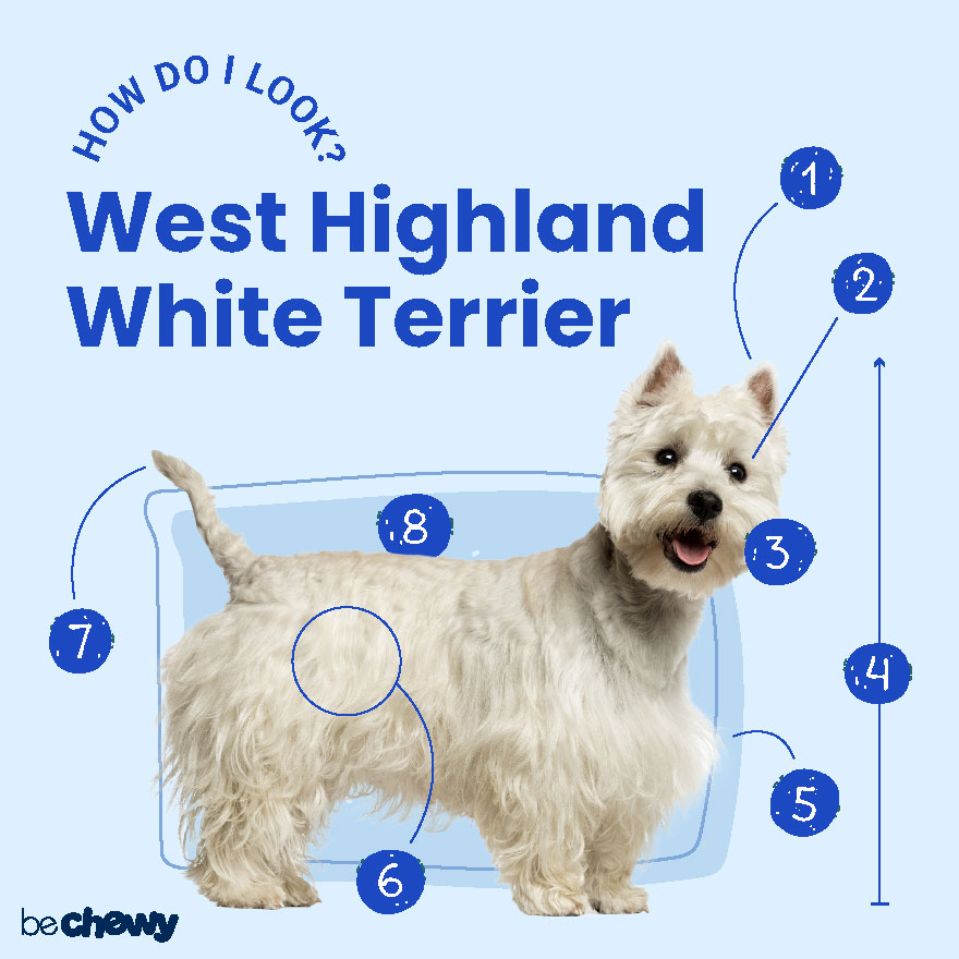 white west highland terrier