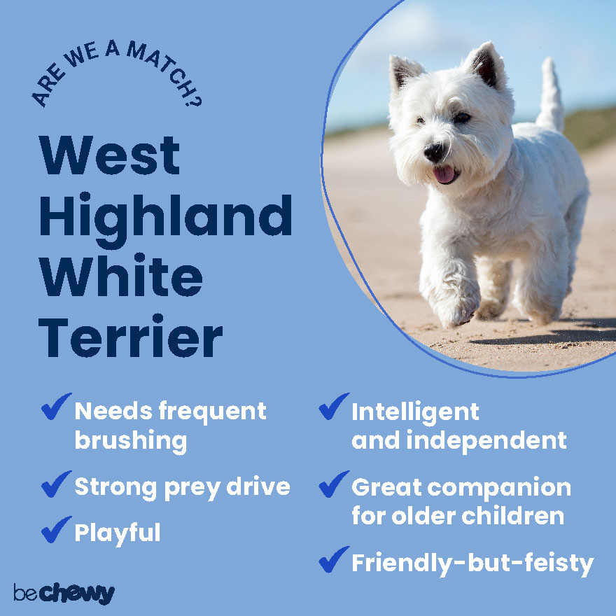 West Highland White Terrier Breed: Characteristics & Care | BeChewy