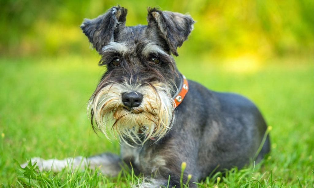 Get all the facts about the Miniature Schnauzer dog in our complete guide. 