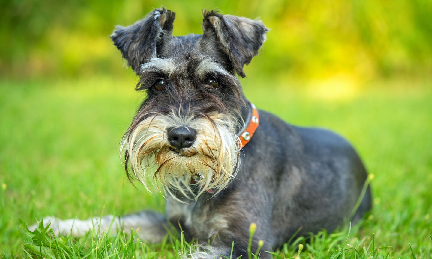 what shoukd a 3 month old gaint schnauzer weigh