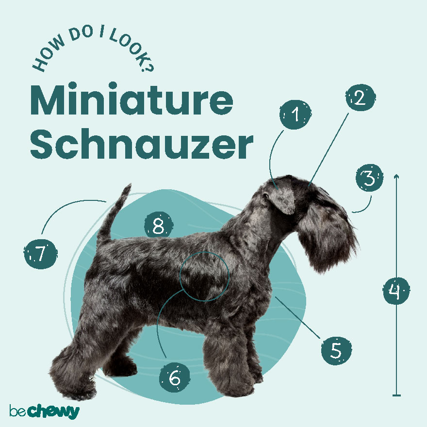 when does a mini schnauzer stop growing