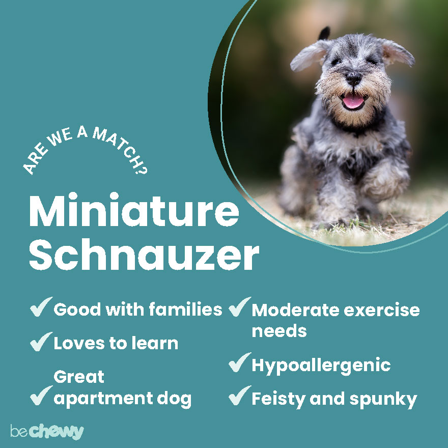 Miniature Schnauzer Breed: Characteristics, Care & Photos