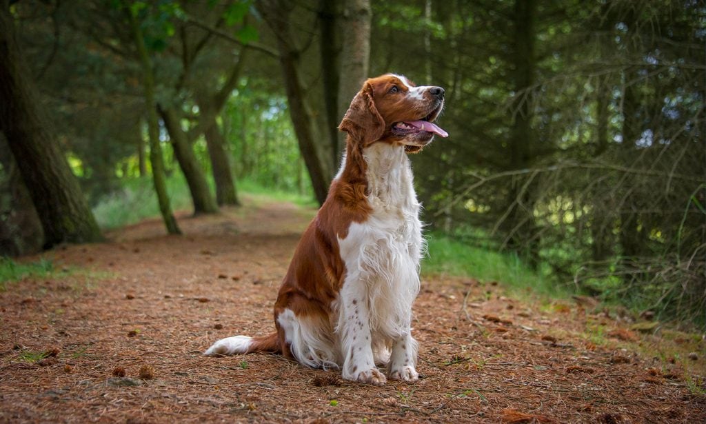  Get the facts about the Welsh Springer Spaniel breed and learn about their personality in our guide.