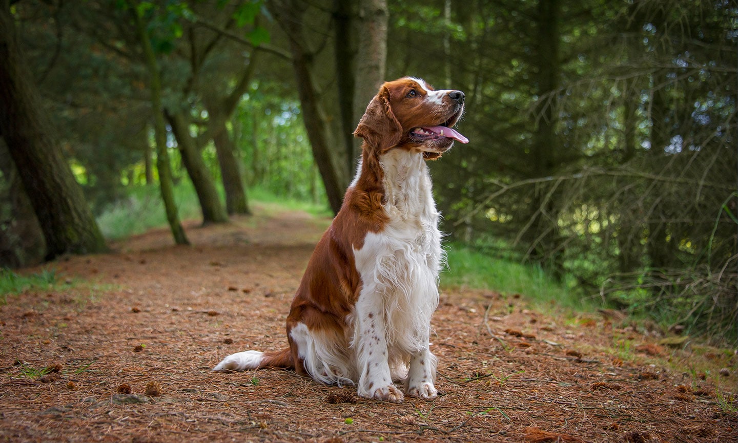 welsh-springer-spaniel-breed-characteristics-care-photos-bechewy