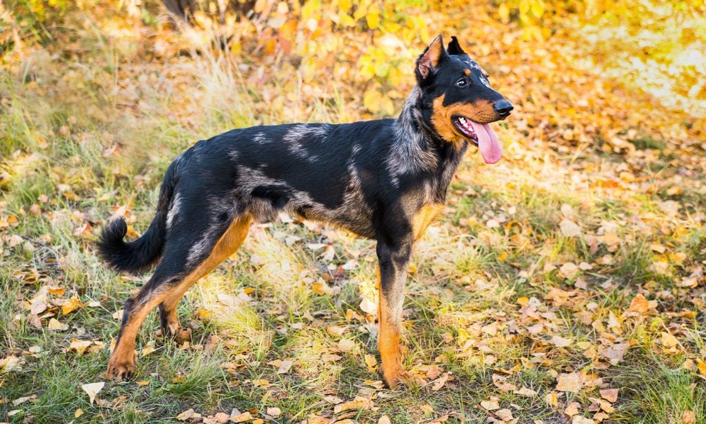 Beaucerons are powerful, loyal dogs. See this guide for more Beauceron facts and breed information.
