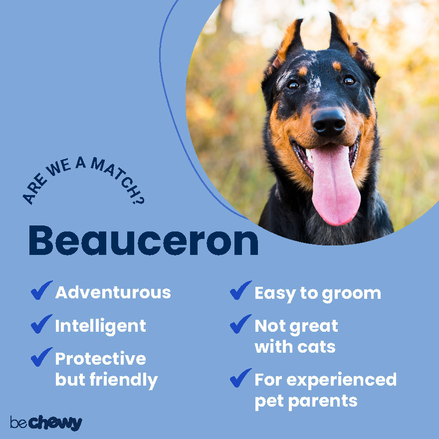 Beauceron: Is It the Right Dog Breed for You? | BeChewy