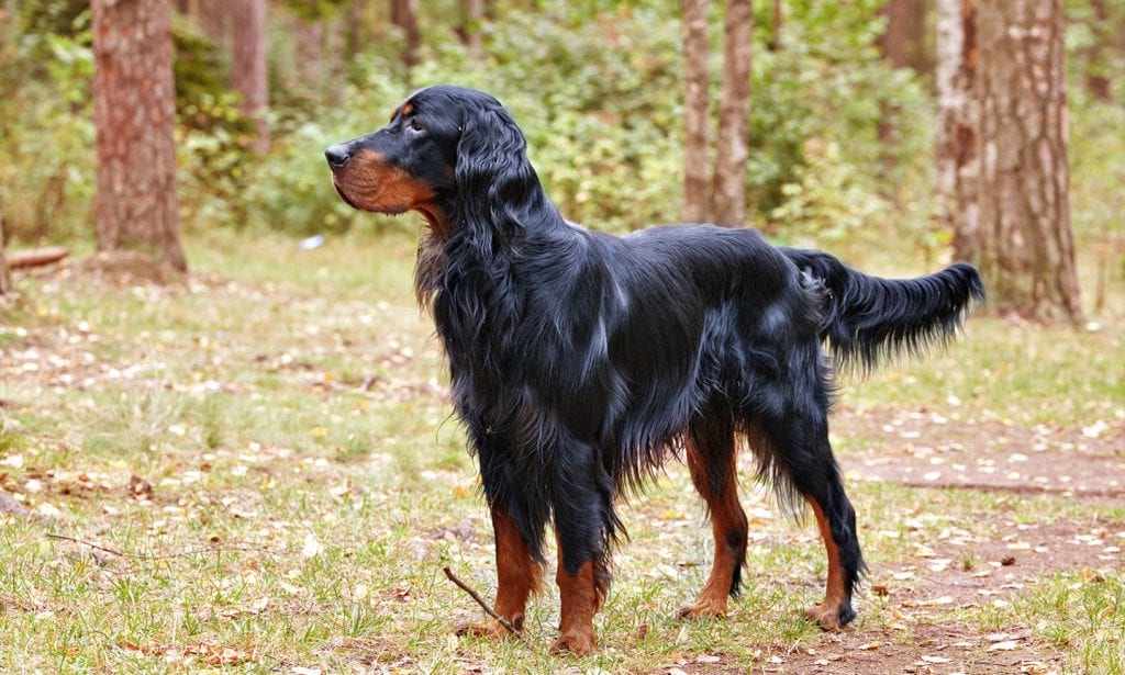 The Gordon Setter is a high-energy canine companion who loves outdoor sports, children and their families.