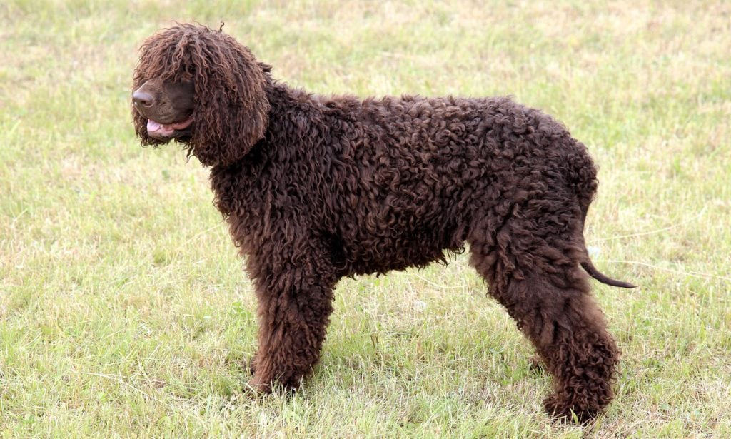 The sporting Irish Water Spaniel is highly intelligent and independent with long loose curly coats and a smooth "rat tail."
