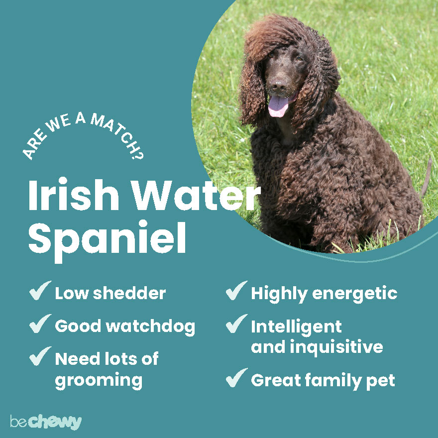 are irish water spaniels hypoallergenic