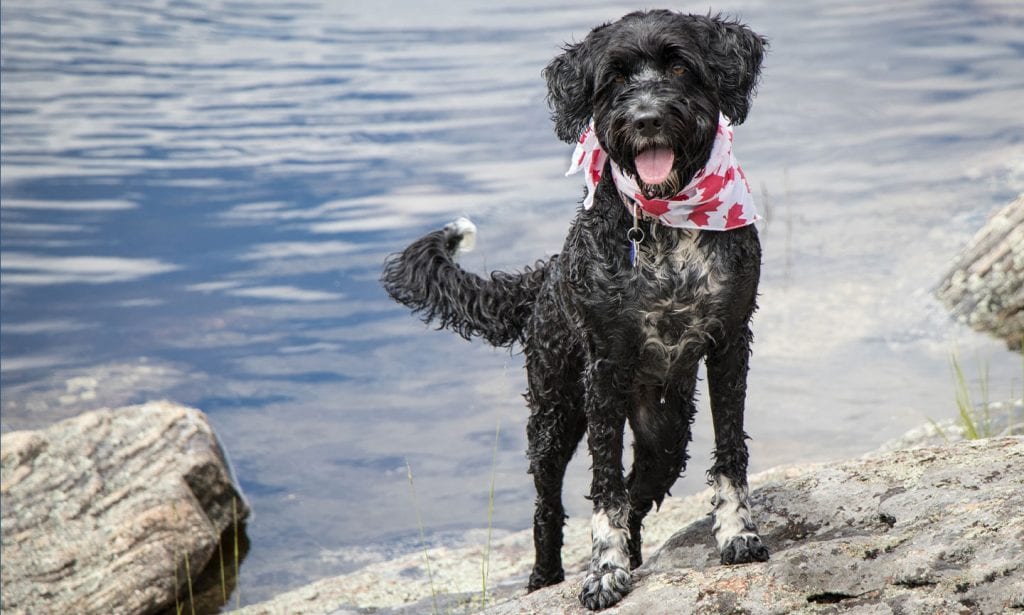 The Portuguese Water Dog was originally bred to help fishermen. Read all about it in our complete Portuguese Water Dog guide.