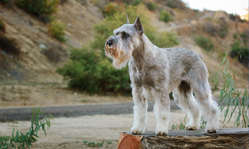Get the facts on the Standard Schnauzer—confident, loyal and loving—this friendly dog is ready to join you on adventure. 