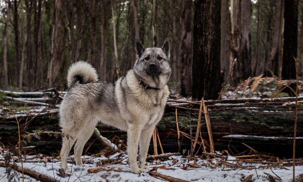 Loving, loyal and ready for adventure, we have all the information you need to know about the Norwegian Elkhound dog. 