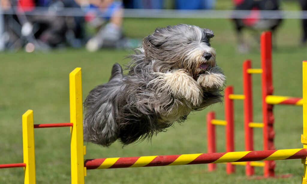 Bearded Collie Breed: Characteristics, Care & Photos | BeChewy