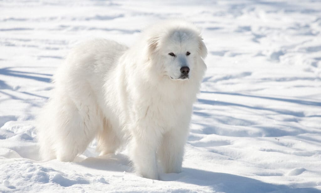 Pure great hot sale pyrenees