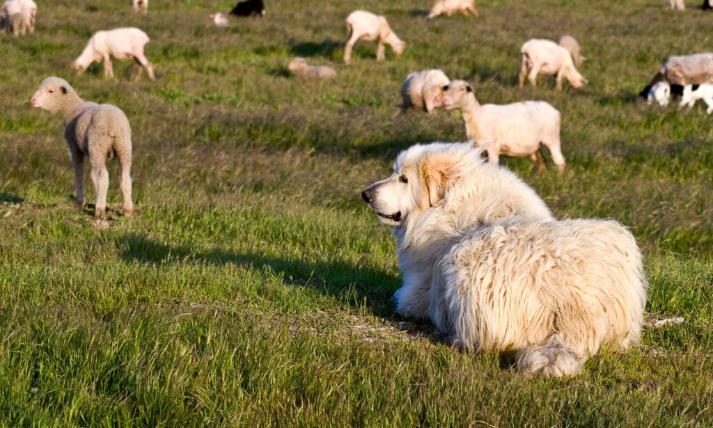 Great pyrenees 2024 guard sheep