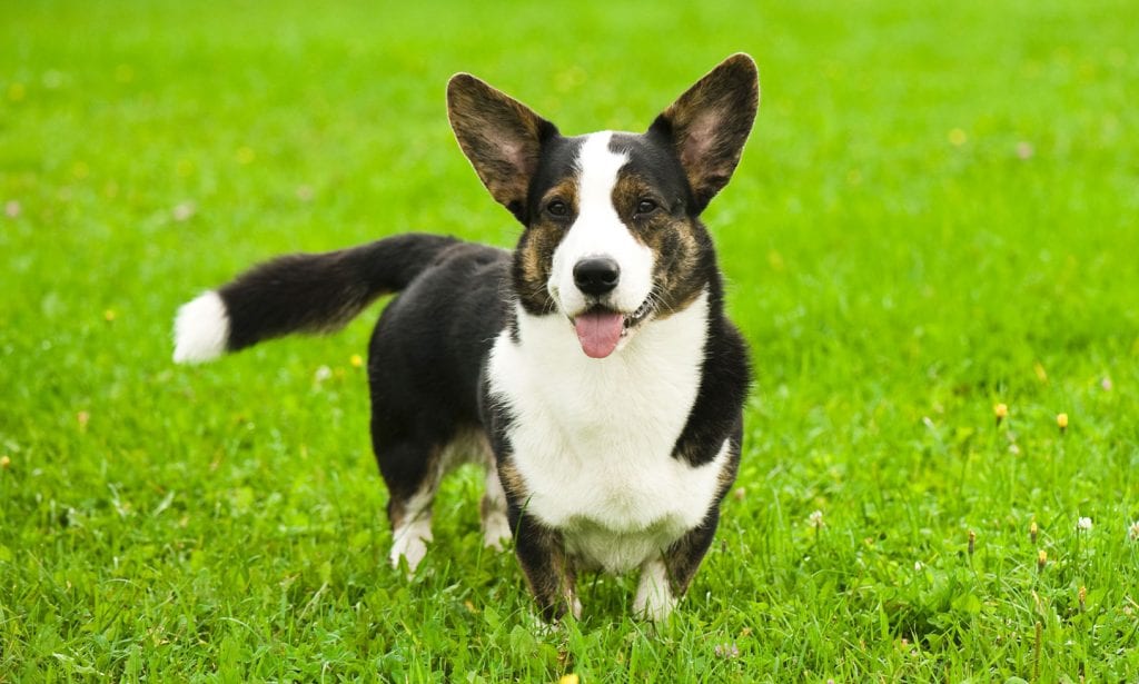 This brown and white Cardigan Welsh Corgi's exercise needs include running around in forests, woods or in parks over grass.