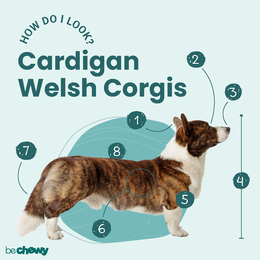 Cardigan Welsh Corgi Dogs