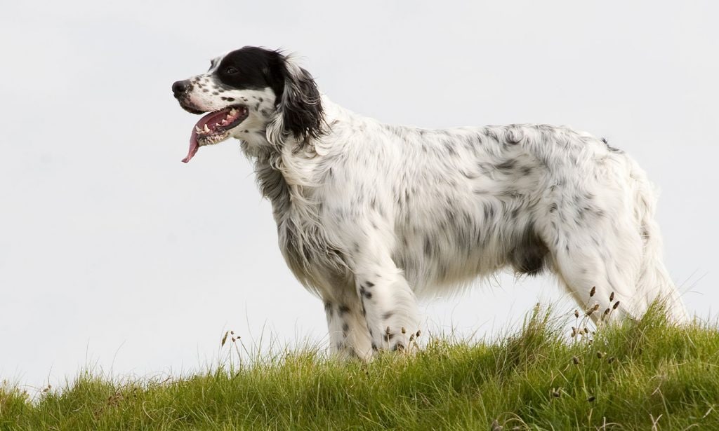 Get the facts about the  English Setter and see if they're a good match for you.