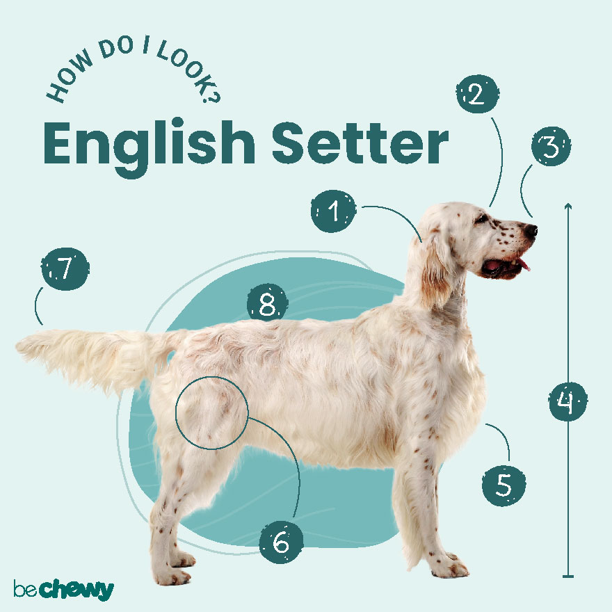 what is the breed of english setter