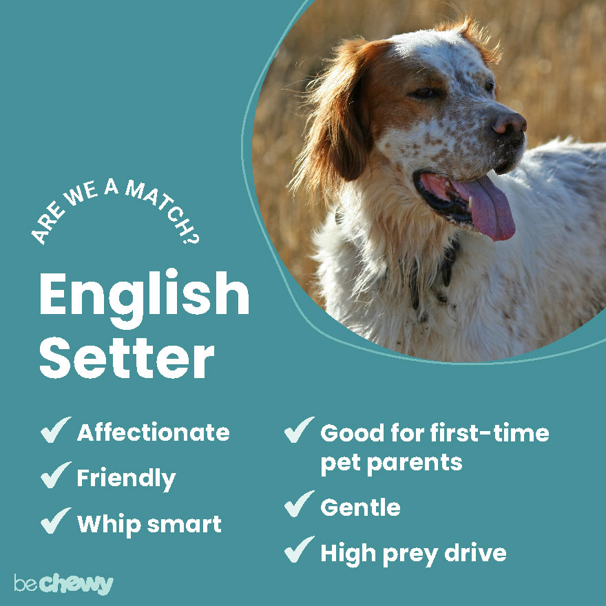 champion Forståelse Sprout English Setter Breed: Characteristics, Care & Photos | BeChewy