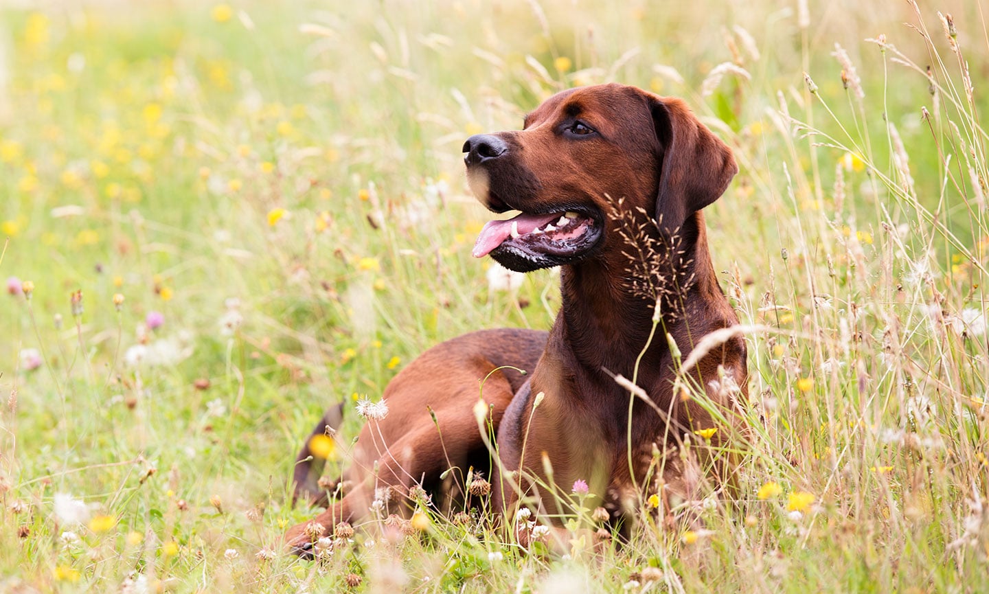 Redbone Coonhound Breed: Characteristics, Care & Photos BeChewy.