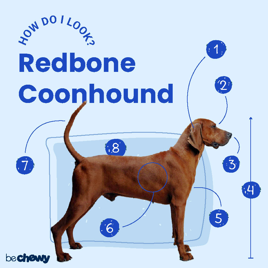 are coonhound aggressive