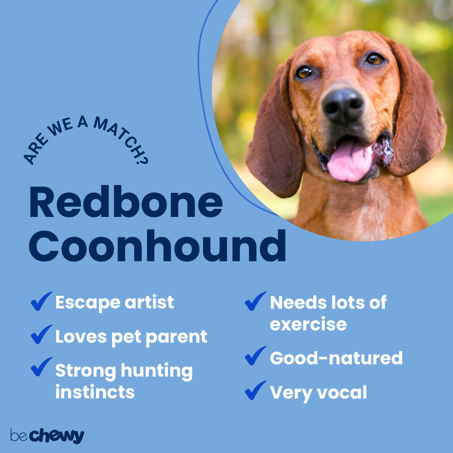 are coonhound aggressive