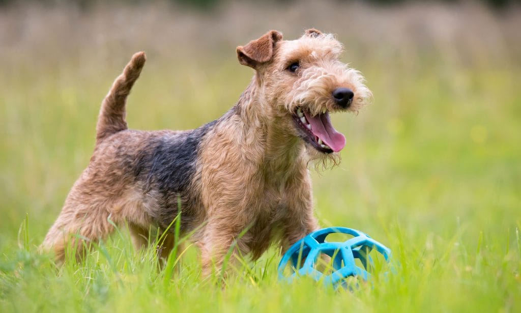 The Lakeland Terrier dog is a sparky bundle ready to light up your world. See if you're a match in our guide. 