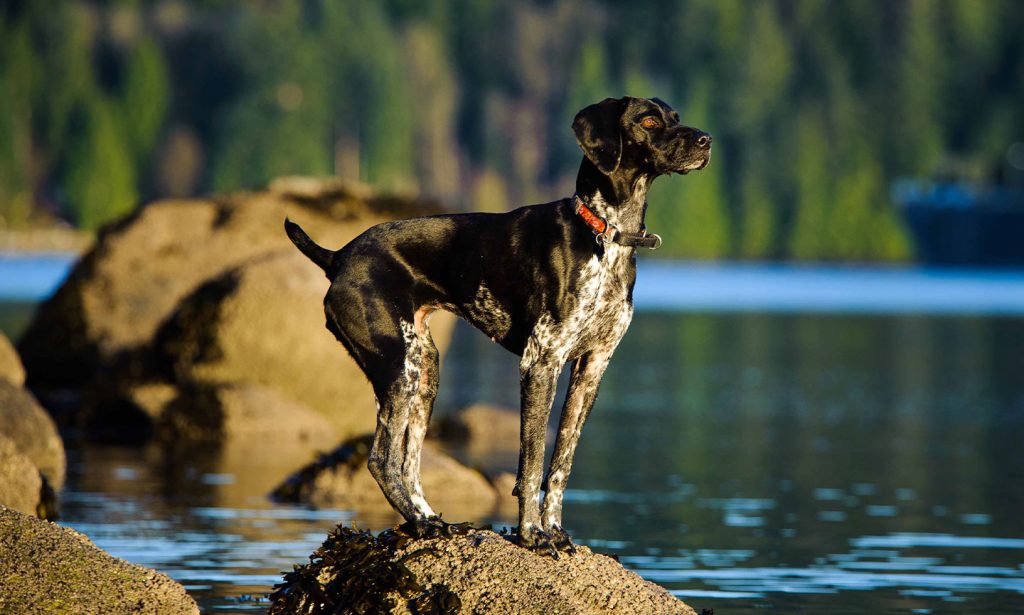 Thinking about raising a German Shorthaired Pointer? Get ready: they're full of energy! See if they're a good match for you.