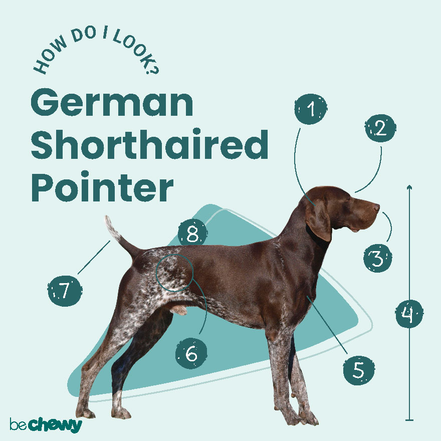 German Shorthaired Pointer Breed: Characteristics & Care | BeChewy