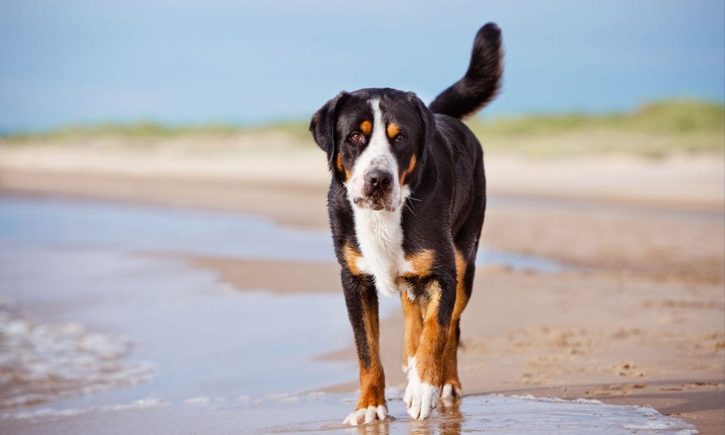 Learn all the facts about the Greater Swiss Mountain Dog breed and see if they're a good match for you. 