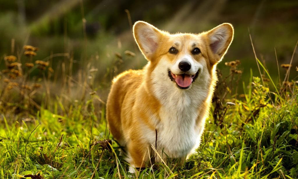Get the facts on the energetic Pembroke Welsh Corgi and learn about their traits  in our complete guide. 
