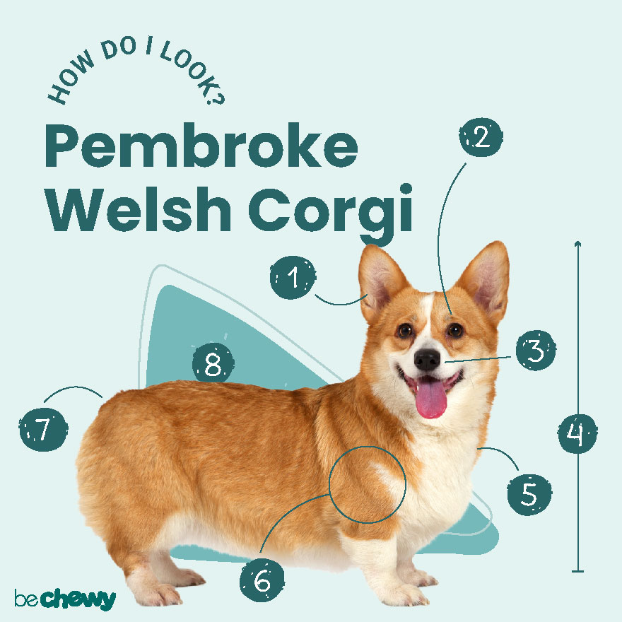 Pembroke Welsh Corgi Breed: Characteristics, Care & Photos | BeChewy