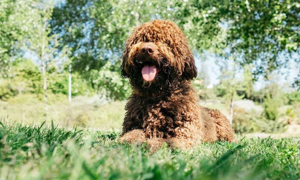 Spanish Water Dog exercise needs to include outdoor adventures. Get the facts about this curly-coated breed in our guide.