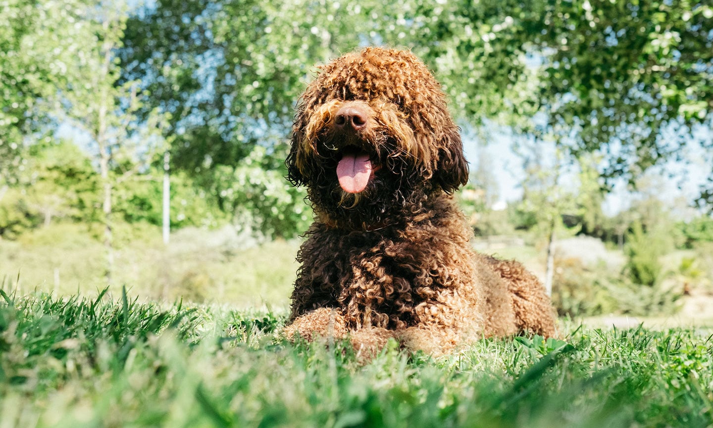 how do i stop my portuguese water dog from chewing on chairs