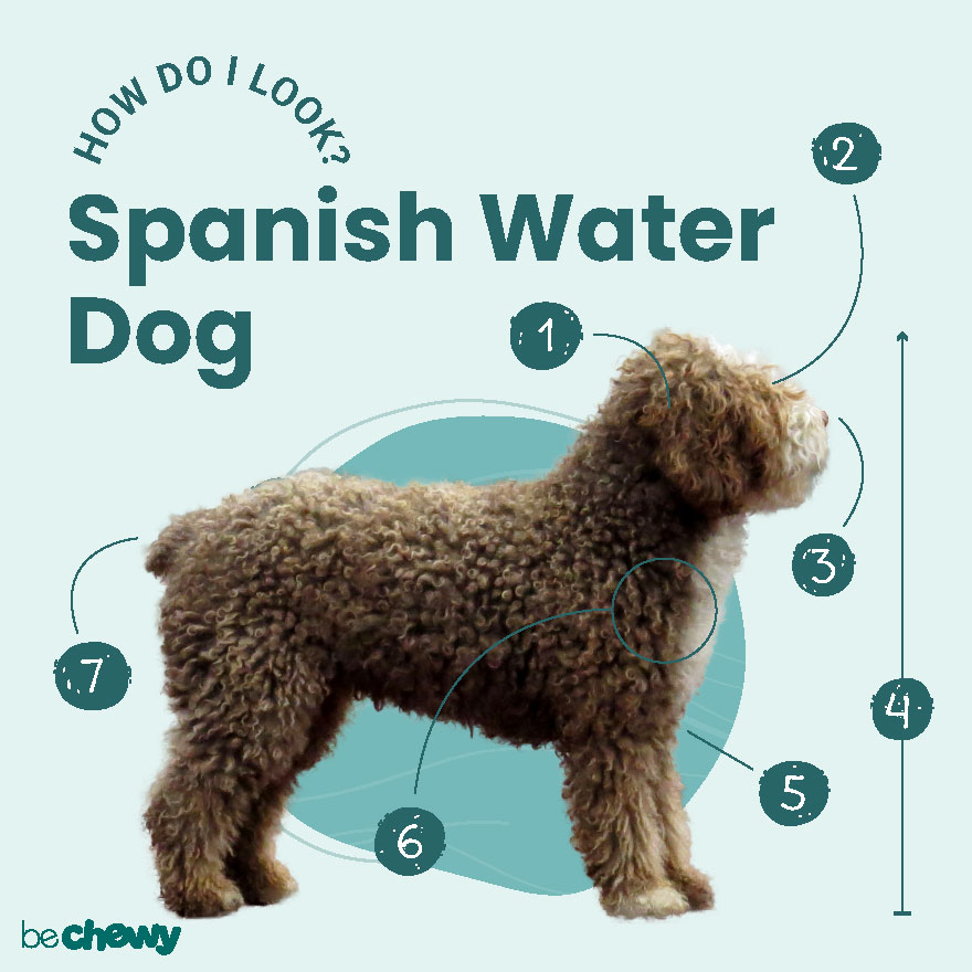 Spanish Water Dog How Do I Look 880x880 