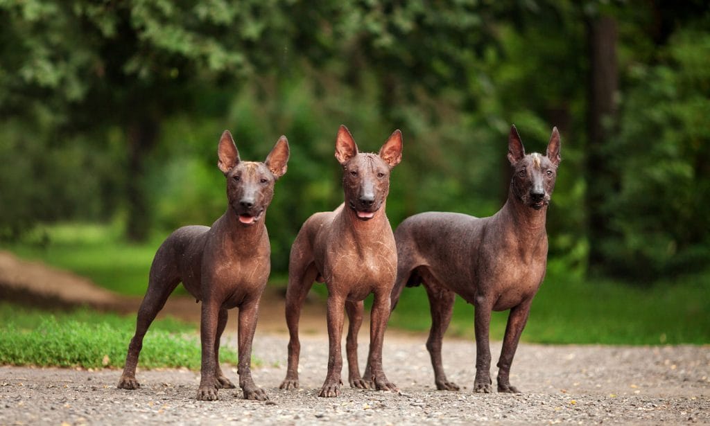 Also known as the Mexican Hairless Dog, the Xoloitzcuintli is a loyal, family-friendly breed that dates back to the Aztecs. 