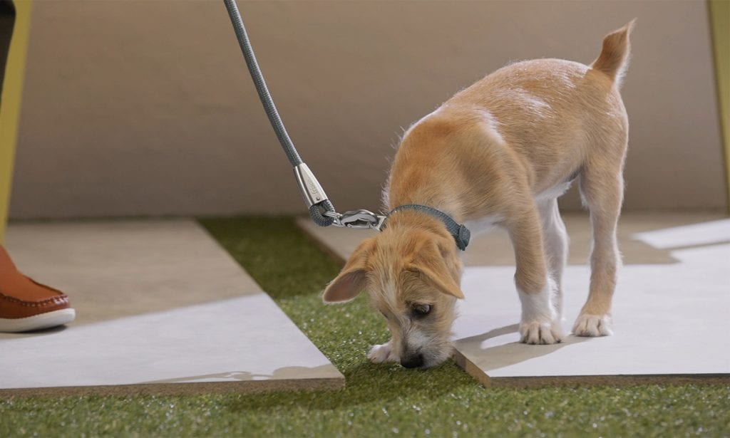 How To Potty Train A Dog In 7 Days BeChewy