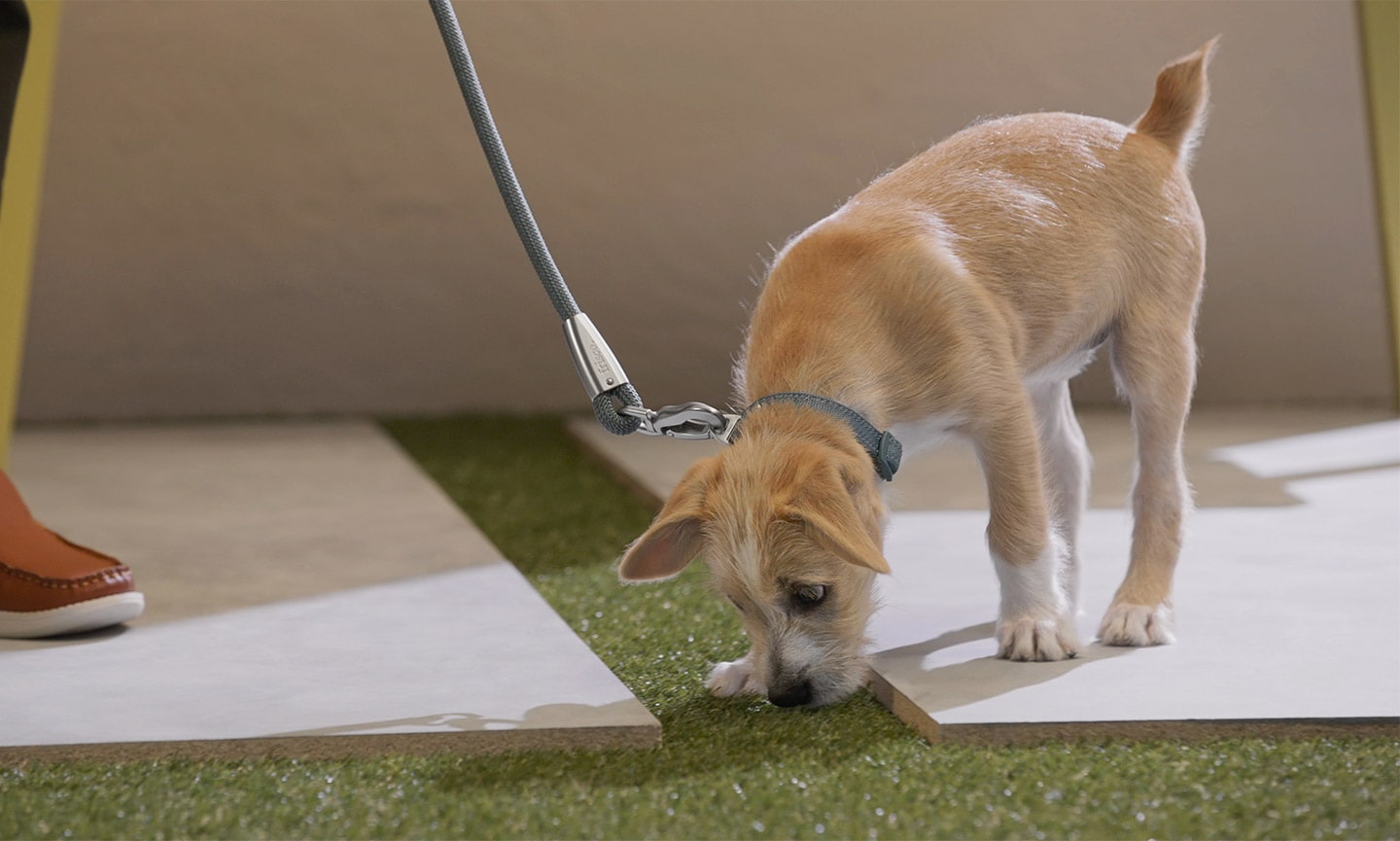 How to potty train store your dog in an apartment