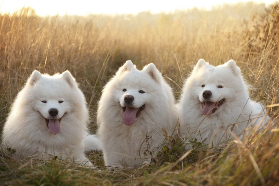 Three Samoyed dogs in a field