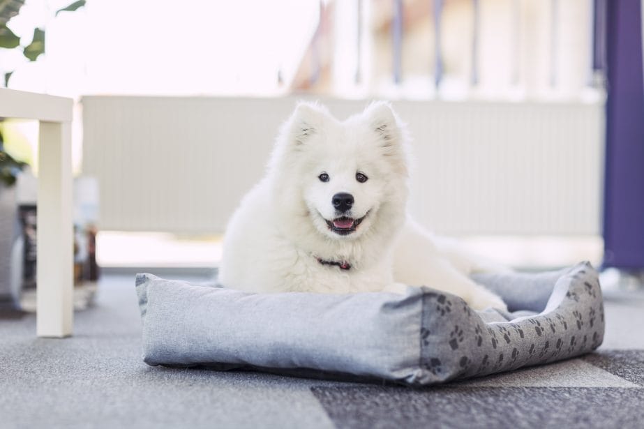 Samoyed Puppy Lying On Dog Bed