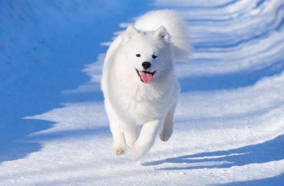 Samoyed dog running in the snow