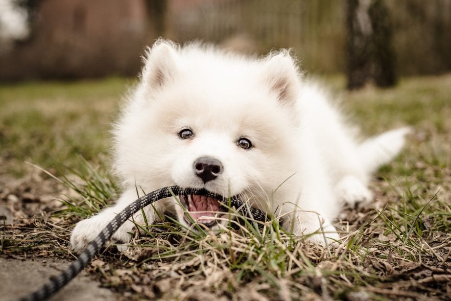 Samoyed puppy lays on the ground looking at the camera and biting her leash