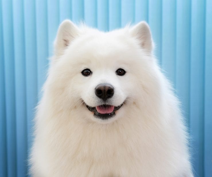 Portrait of a Samoyed dog with blue background