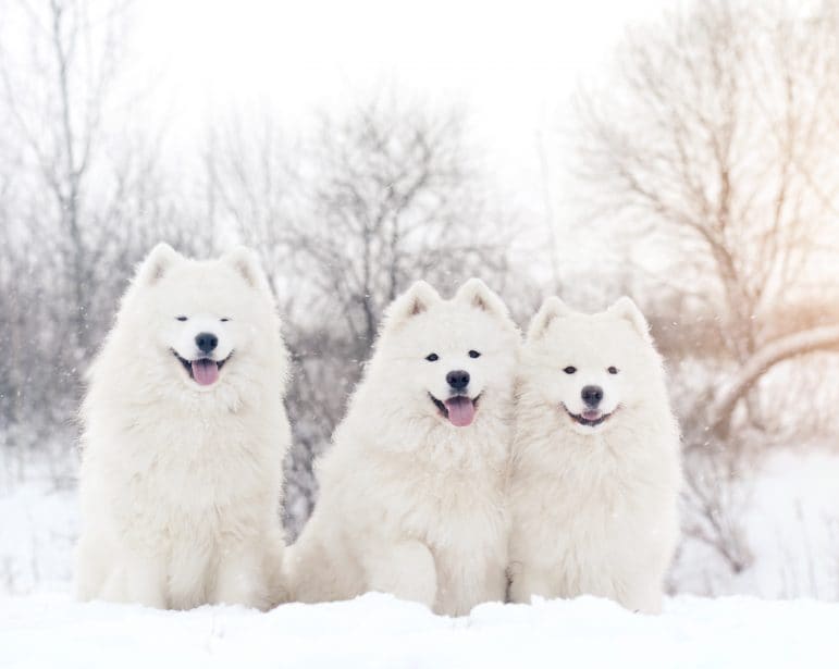 Three Samoyed dogs in the snow