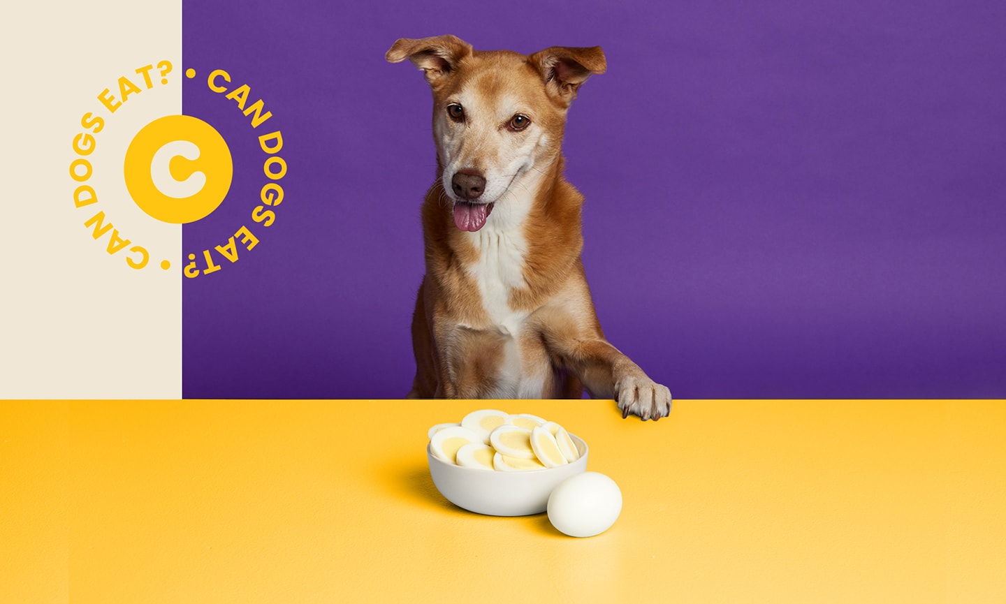 Boiled egg good outlet for dogs