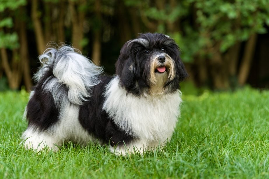 Black and white Havanese puppy in the grass
