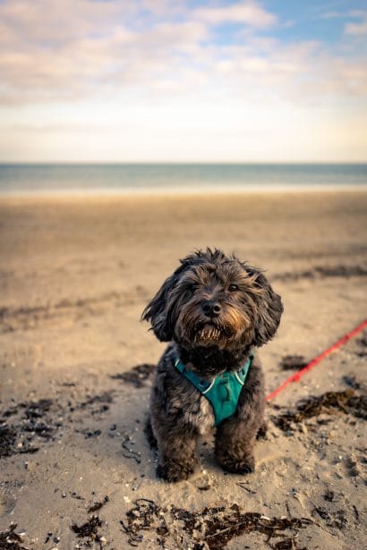 Havanese dog on the beach